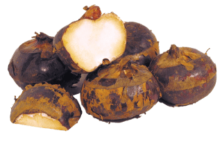 Uwajimaya | Uwajipedia - Water Chestnuts