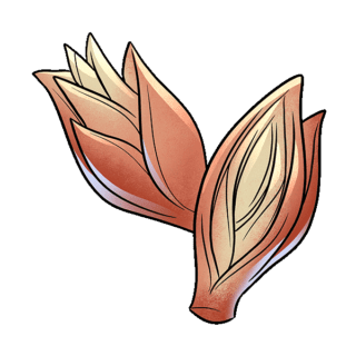 Uwajimaya | Uwajipedia - Ginger Buds