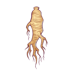 Uwajimaya | Uwajipedia - Ginseng Root