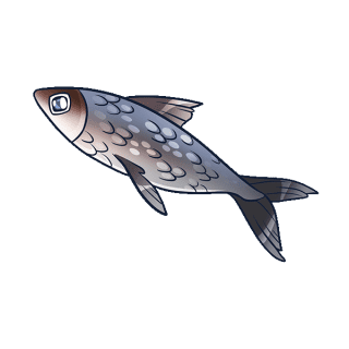 Uwajimaya | Uwajipedia - Milkfish