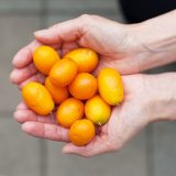 Uwajimaya | Produce - Kumquat