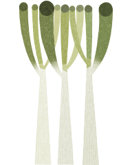 Green onion