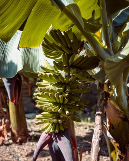 Bananas on a Tree | Uwajimaya