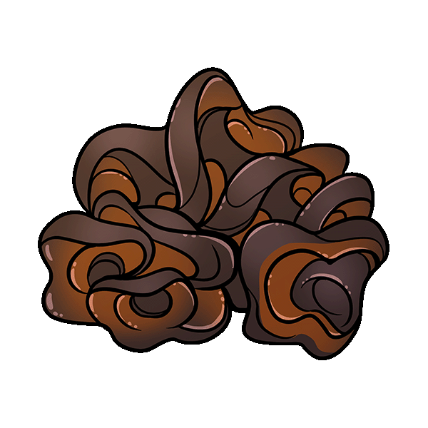 Edible Black Fungus or Wood Ear Mushroom Uwajipedia Uwajimaya